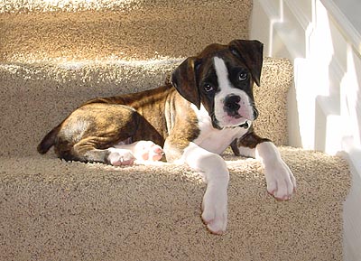 On the Steps
