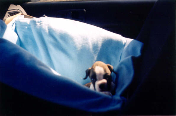 On the way home
