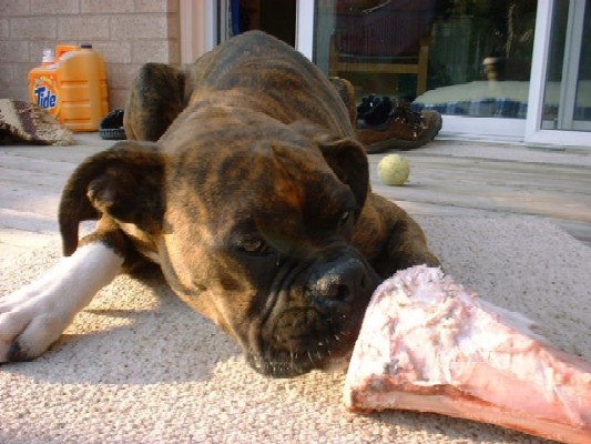 One big Bone