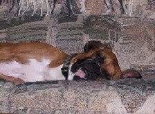 One Bushed Boxer!