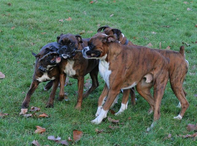 One stick, four boxers