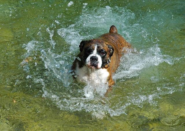 One wet dog