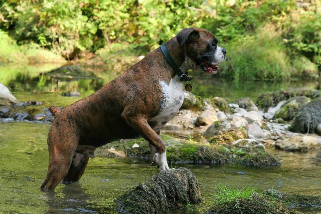 One wet dog