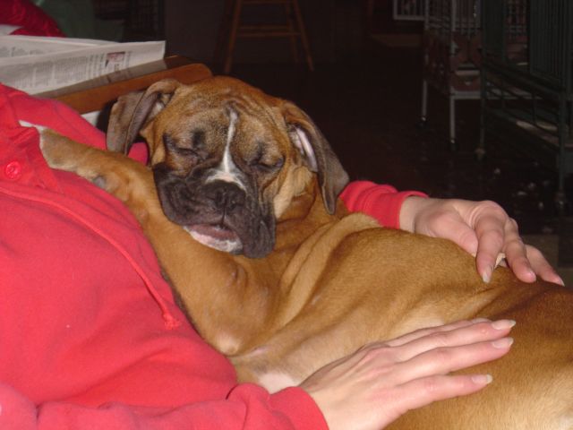 One_exhausted_puppy