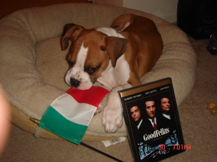 One_of_the_Goodfellas