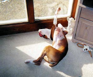Only a boxer
