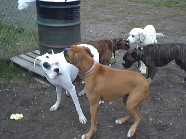 Ontario Boxer Bash 2002