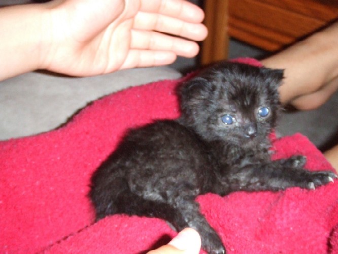 Onyx (3 weeks old)