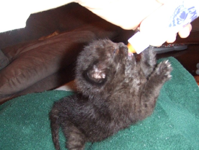 Onyx bottle feeding