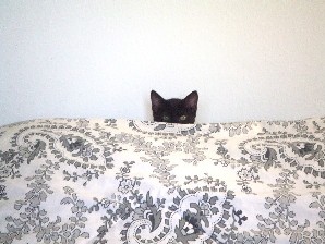 Onyx hiding out