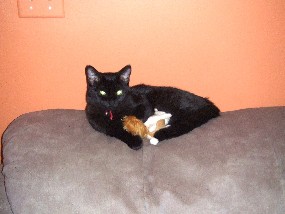 Onyx likes Squirrels too!