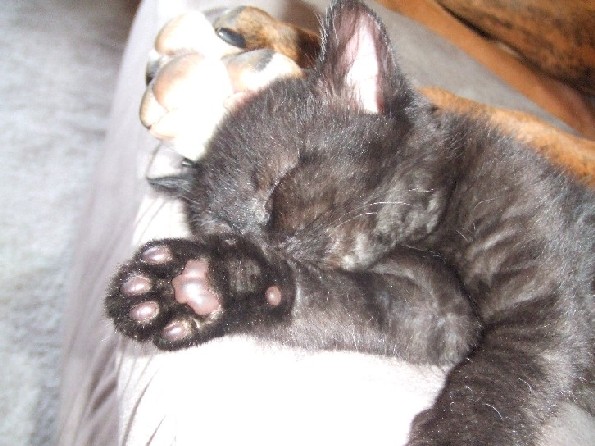 Onyx sleeping
