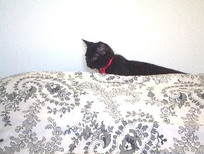 Onyx stalking Kaybie