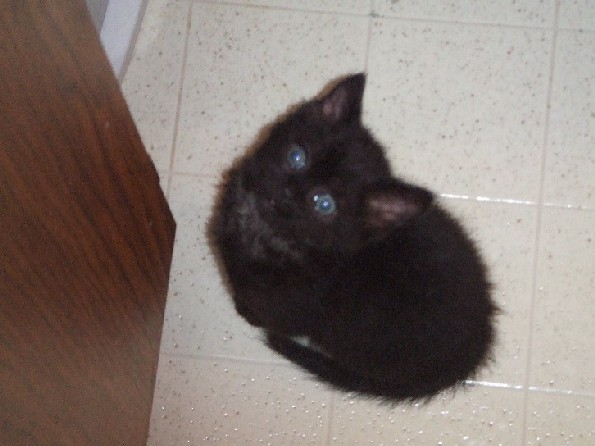 Onyx watching me