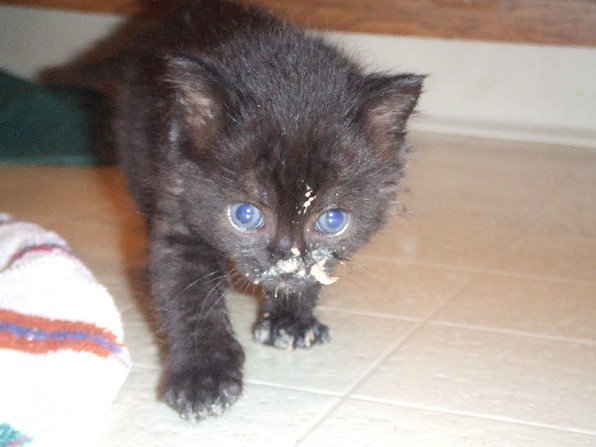 Onyx with a messy face!