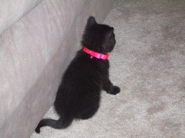 Onyx