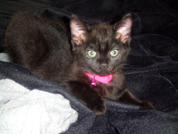 Onyx