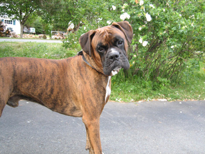 Onyx