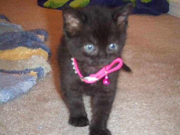 Onyx's new collar