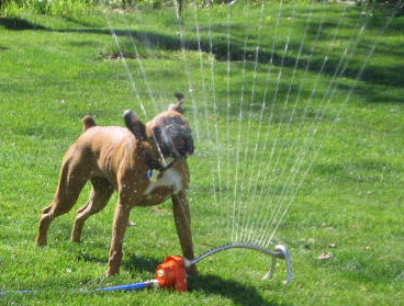 Oohh - a sprinkler!