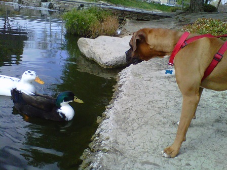 ooOo ducks !