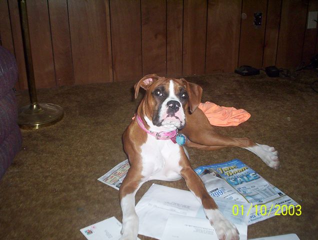 oops Daisy got the mail
