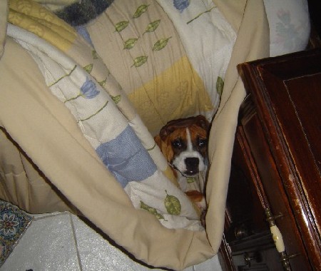 Oops! I fell off the bed!