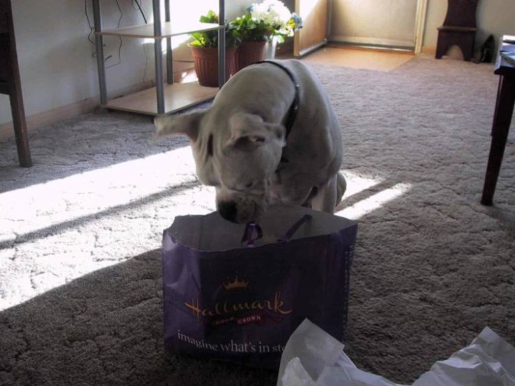 Opening Birthday Presents