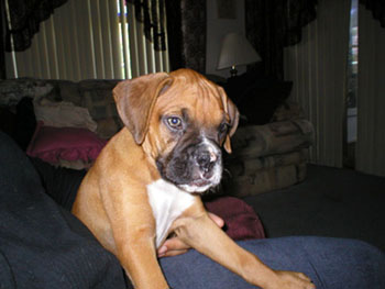 Orbit 9 weeks