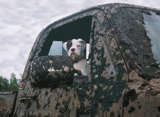 Oreo - clean pup, dirty truck.