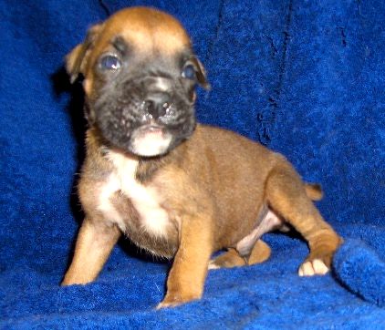 Orion at 4 weeks