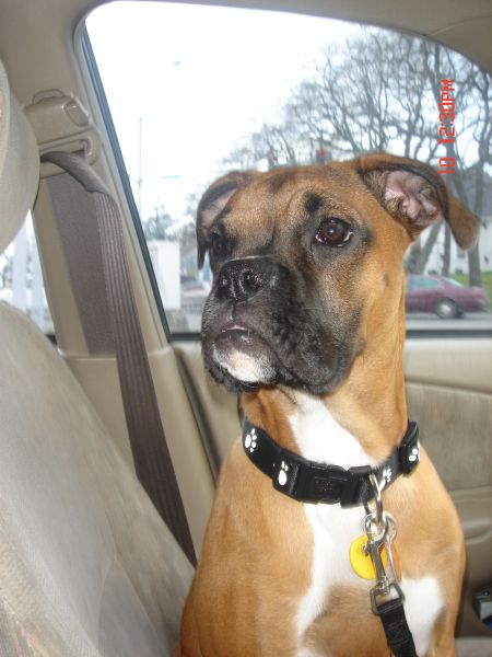 Orion in the car