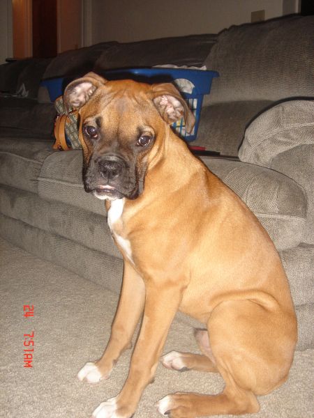 Orion sittin by the couch