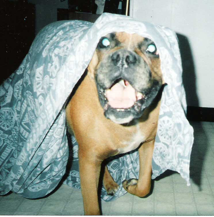 Orson Boo!