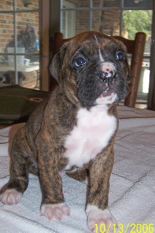 Oscar 4 weeks old