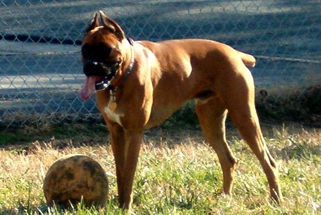 Oscar and His Ball