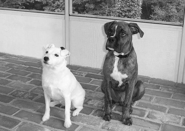 Oscar and His Best Friend, Sophie