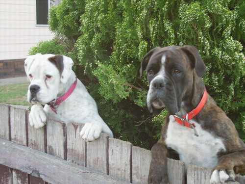 OSCAR AND ROXY BEING STICKY BEEKS