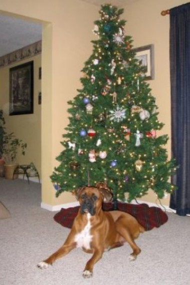 Oscar and the Christmas tree.