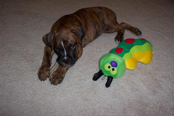 Oscar as a Puppy