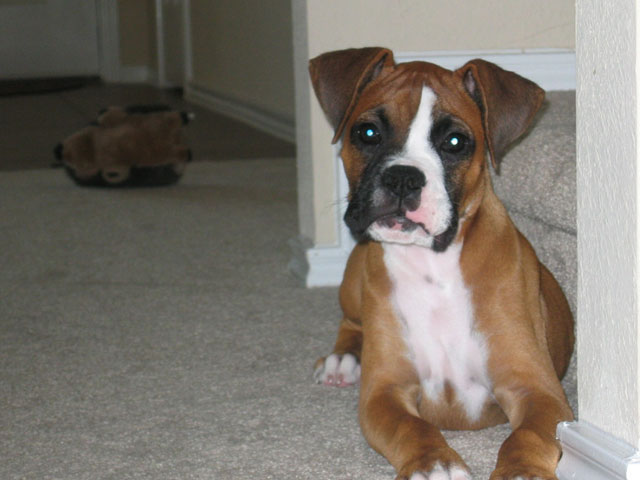 Oscar At Three Months