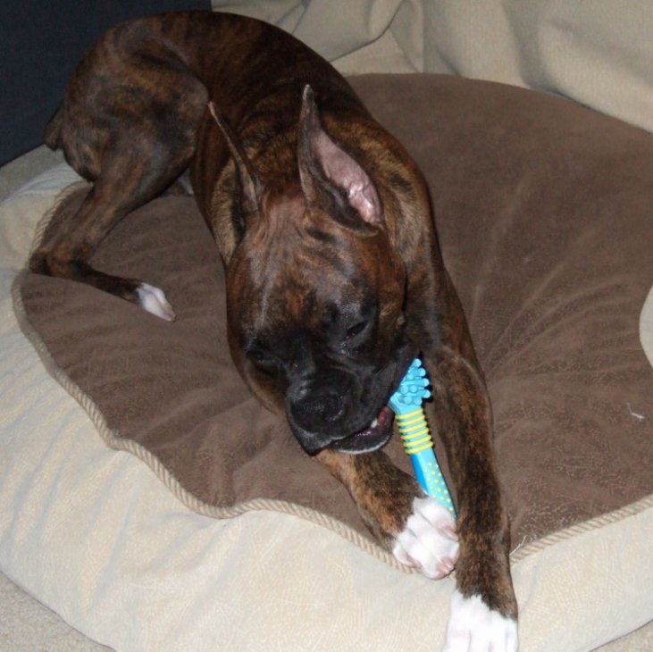 Oscar brushing his teeth before bed.