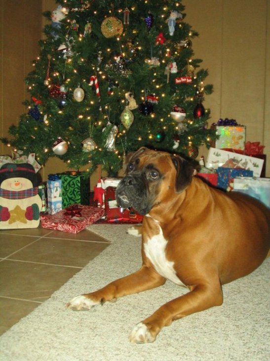 Oscar by the Christmas tree 2006