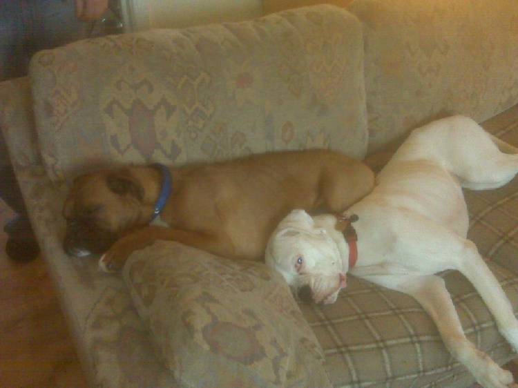 Oscar cuddling up to Sugar.