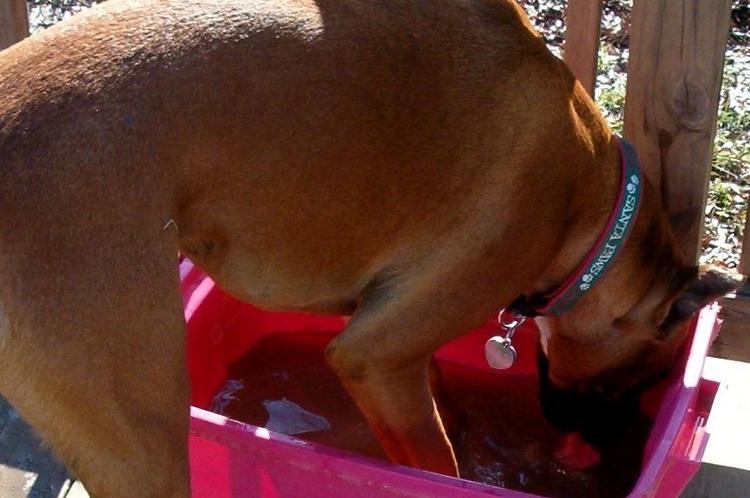 Oscar, drinking with his feet in the bowl