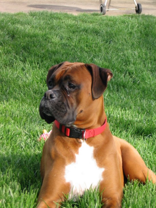 Oscar in the grass.