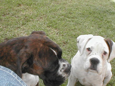 oscar look at the camera like me!!!! im such a good girl hey mum!!!
