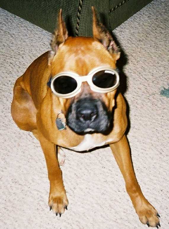 Oscar models the Doggles