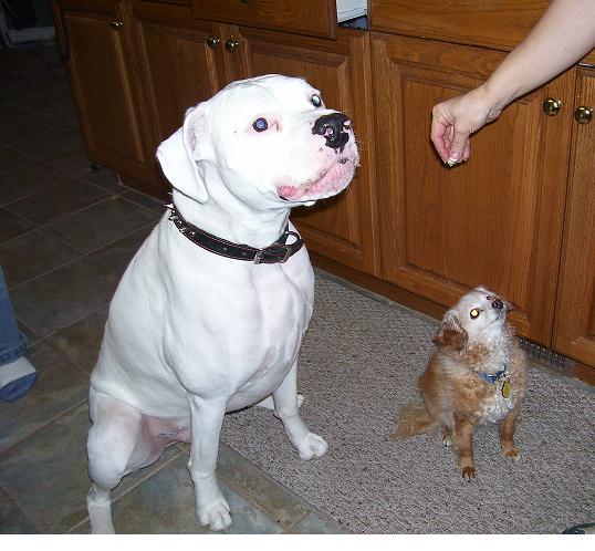 Oscar & Pepe