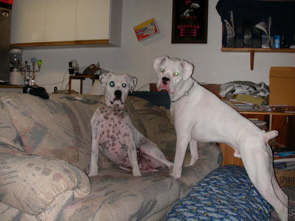 Oscar & Petie